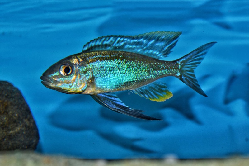 Cyathopharynx sp. 'furcifer north' Resha